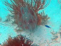 Sea Wallnut Jellyfish (1