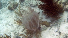 Sea Wallnut Jellyfish (1