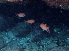 Blackbar Soldierfish (6