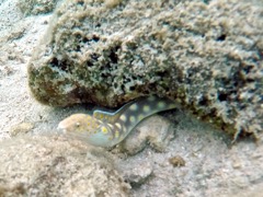 Sharptail Eel