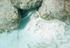 Sharptail Eel  (14