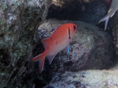 Blackbar Soldierfish (10