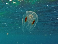 Spot winged Comb Jellyfish