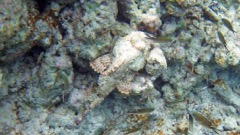 Spotted Scorpionfish (8