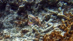 Spotted Scorpionfish swimming