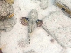 Spotted Scorpionfish Swimming