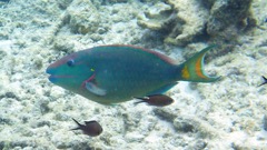 Stoplight Parrotfish Terminal (18