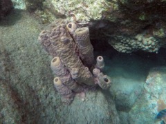 Stove-pipe sponge