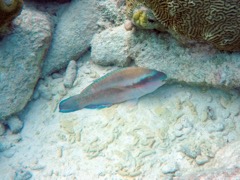 Striped Parrotfish (9