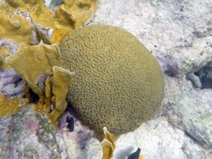 Symetrical Brain Coral