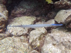 Trumpetfish Blue Phase (12
