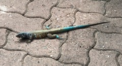 Whiptail Lizard (8