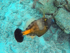 White spotted Filefish (14
