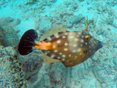 White spotted Filefish (14