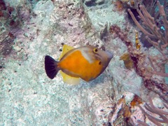 Whitespotted Filefish (12