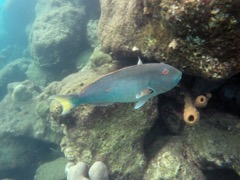 Yellowtail Parrotfish Terminal Phase (14
