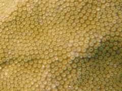Blushing Star Coral (close