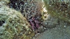 Corkscrew Anemony and Arrowhead Shrimp
