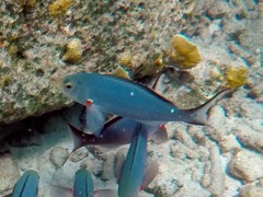 Creolefish (8