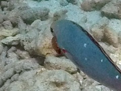 Cymothoid Isopod on Creolefish