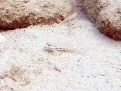 Dash Goby (1.5