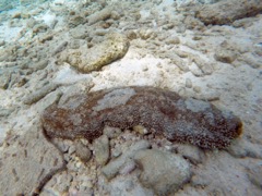 Five Toothed Sea Cucumber (12