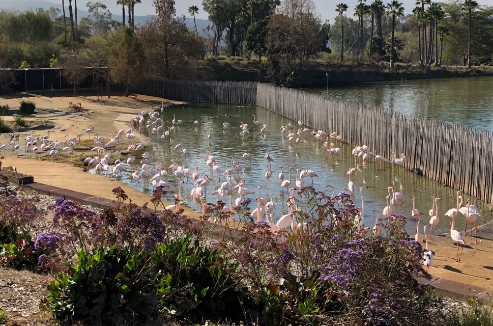 Flamingos (Breeding flock)