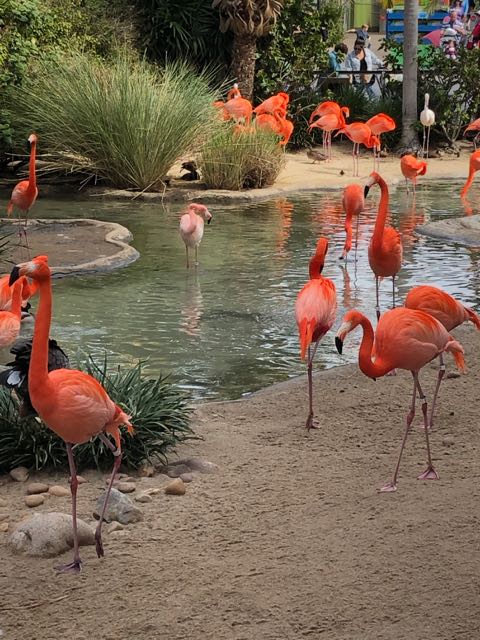 Well-fed Flamingos