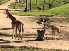 Giraffe family on safari train