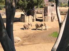 Elefants