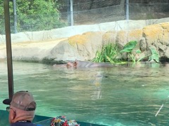 Hippopotamus mother (RTecently gave birth)