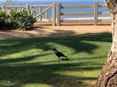 Huge Raven