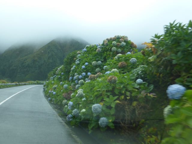 Endless Hydrangia hedges on Faial