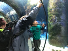 Erin showing Adrian a swimming stingray