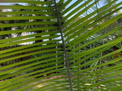 Palm View 
