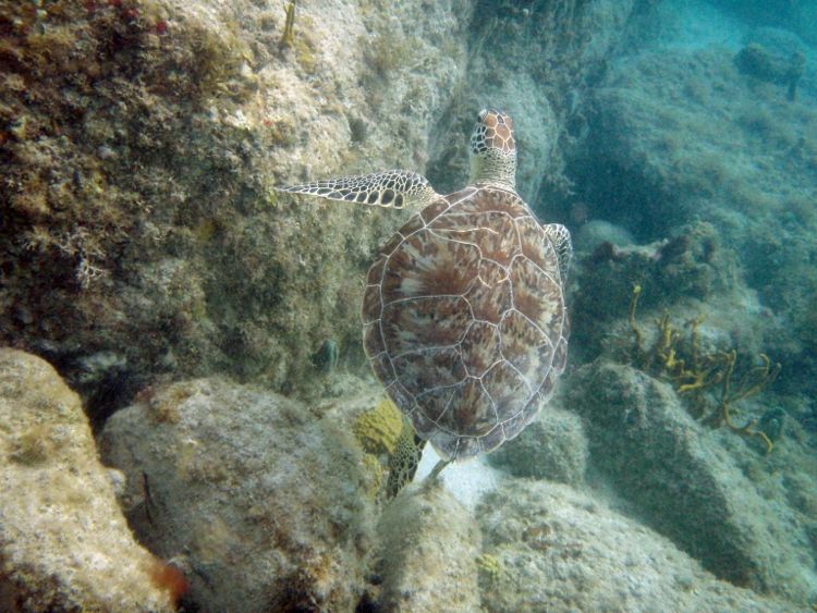 Green Sea Turtle (24