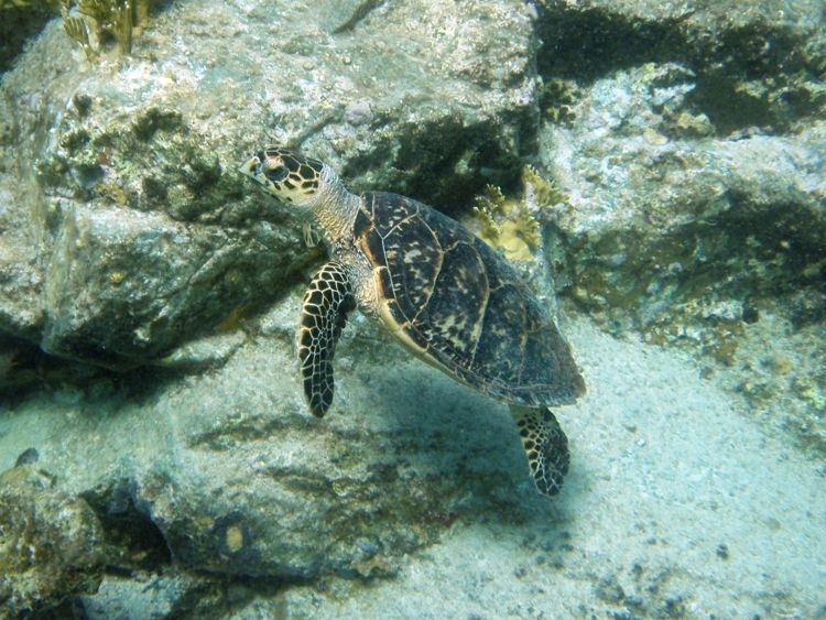 Hawksbill Sea Turtle (36
