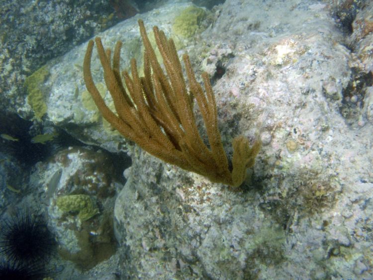 Orange Spiny Sea Rod Coral