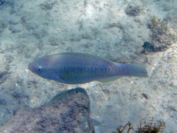Rainbow Parrotfish Initial Phase (10