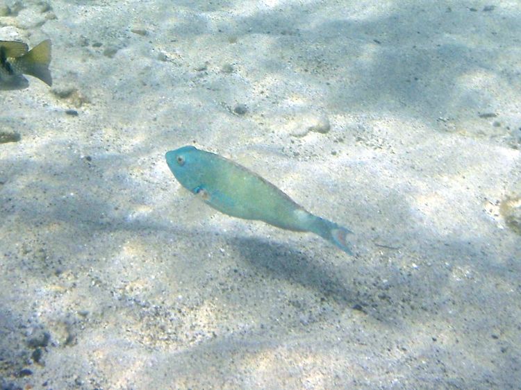 Redtail Parrotfish (15
