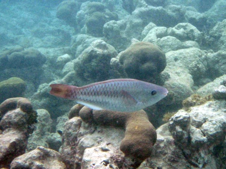 Redtail Parrotfish Initial Phase (10