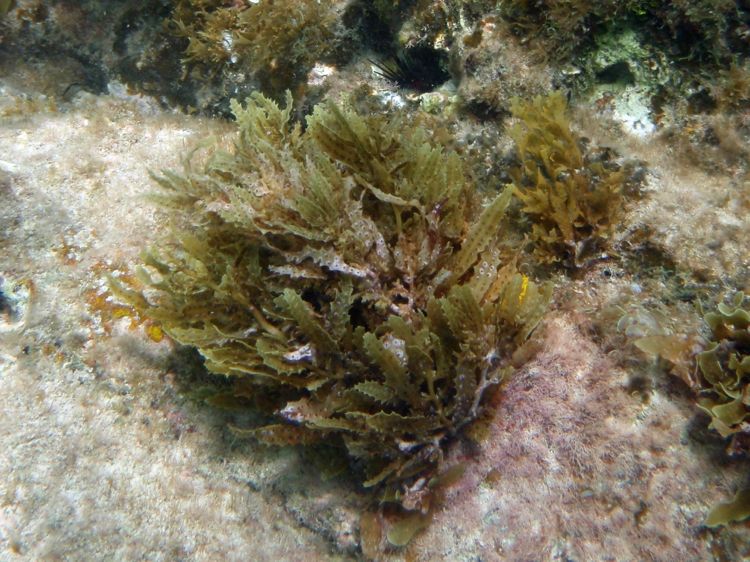 Sargassum Seaweed (Brown Algae)