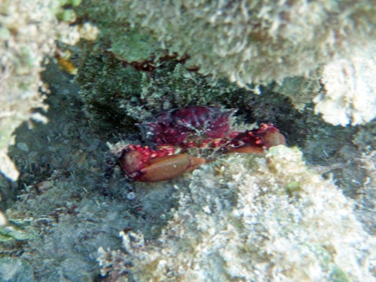 Channel Clinging Crab (5