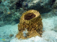 Giant Barrel Sponge (4 feet)