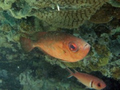Glass Eyed Snapper (7