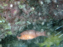 Barred Cardinalfish (2.5