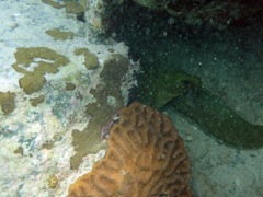 Green Moray Eel (36