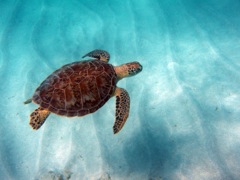 Green Sea Turtle  (24