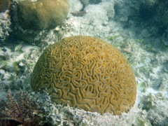 Grooved Brain Coral  (24