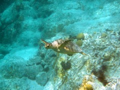 Hawksbill Sea Turtle (24